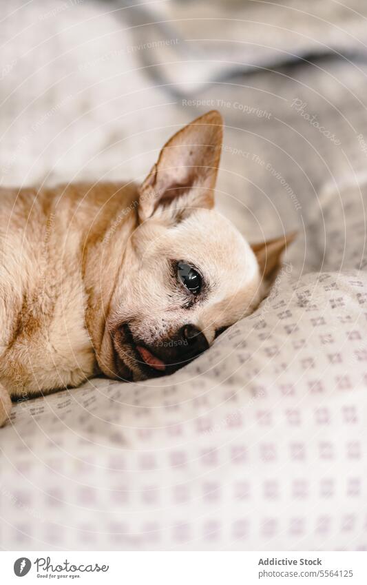 Chihuahua resting at home pet lazy dog tired peaceful relax animal serene purebred nap pedigree canine breed quiet domestic mammal asleep creature puppy