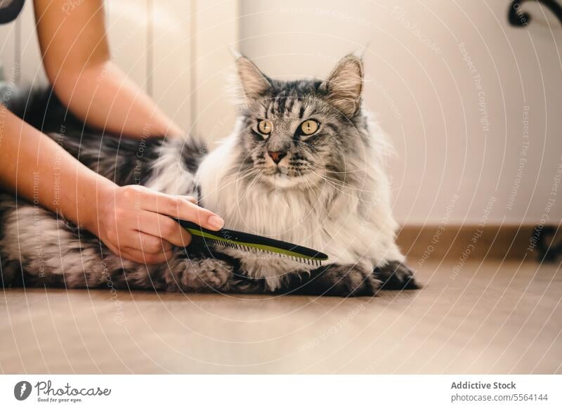 Anonymous person combing cat pet apartment animal domestic kitty adorable cute mammal fur fluff feline comfort home flat whisker sweet friendly creature calm