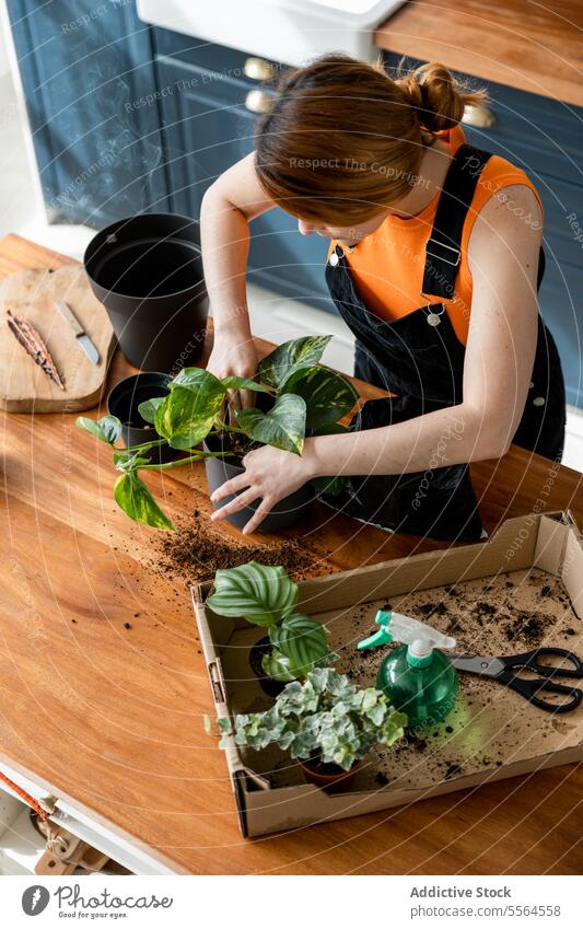 Young woman standing at table with green plants and pots in daylight gardener apron surface box cardboard at home female young wooden care work hobby flora rub