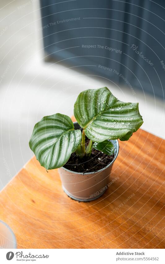 Potted Calathea on wooden table calathea plant pot water vegetate home garden leaf cultivate grow growth dew foliage organic nature green flora botany fresh