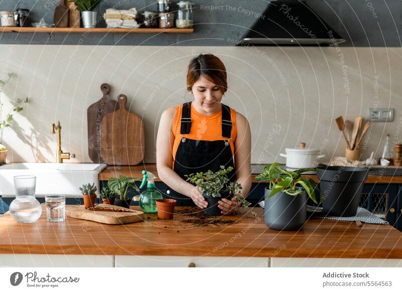 Happy young woman standing at table with green plants in daylight gardener apron pot surface smile cardboard at home female wooden happy work hobby flora spray