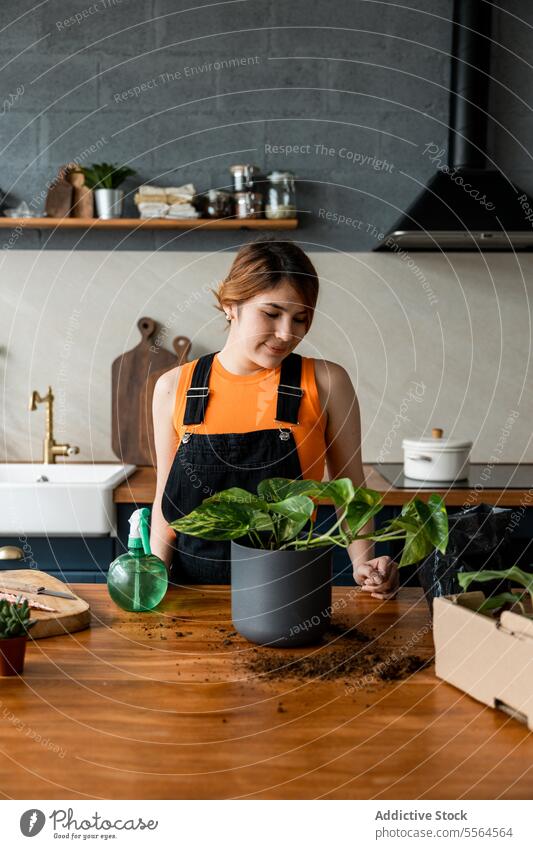Happy young woman standing at table with green plants in daylight gardener apron pot surface smile cardboard at home female wooden happy work hobby flora spray