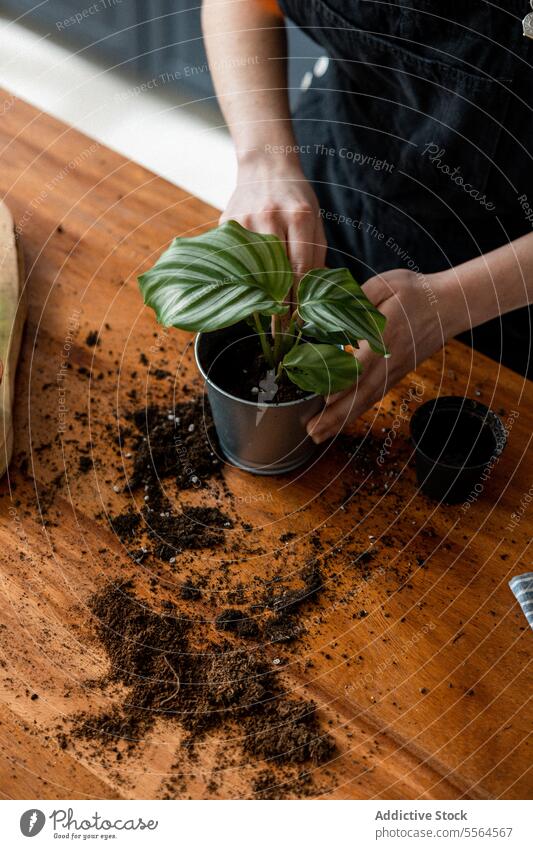 UnUnrecognizable woman in apron while putting soil in a pot with a green plant recognizable woman in apron spraying water on green leaves plant at desk gardener