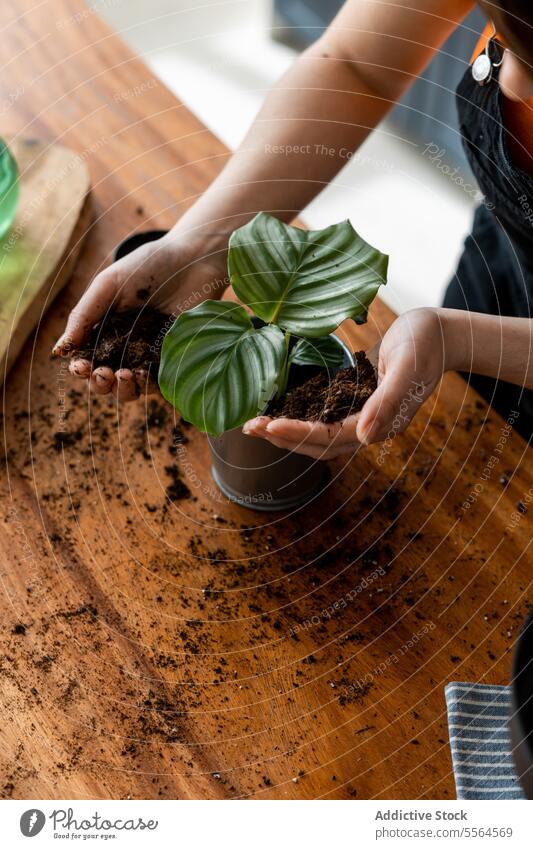 Unrecognizable woman in apron while putting soil in a pot with a green plant recognizable woman in apron spraying water on green leaves plant at desk gardener
