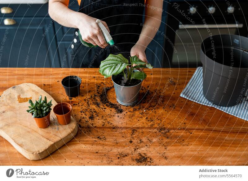 Unrecognizable woman in apron spraying water on green leaves plant at desk gardener leaf sprinkle bottle pot at home female stand horticulture cultivate care
