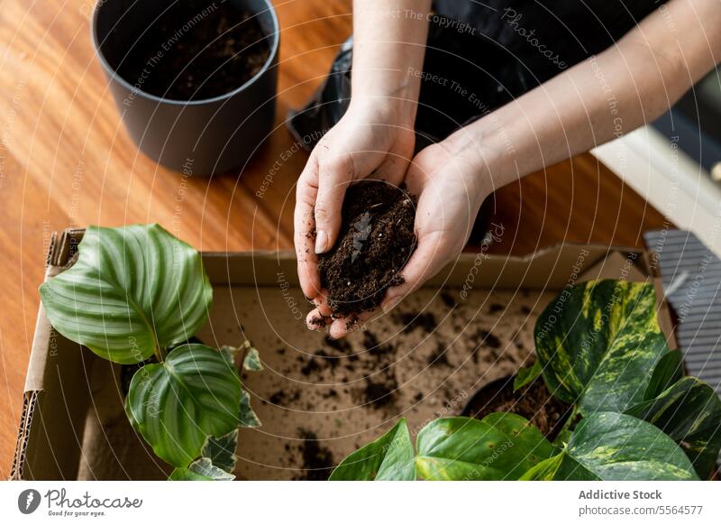 Unrecognizable person sitting with green plants and holding soil in hands at home gardener box hobby pot fertile organic carry domestic flora potted growth