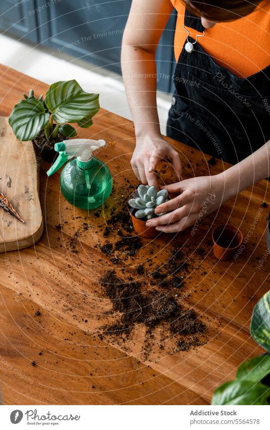 Unrecognizable person putting soil into pot with plant in daylight gardener growth wooden surface cactus home succulent hobby green botany fresh flora organic