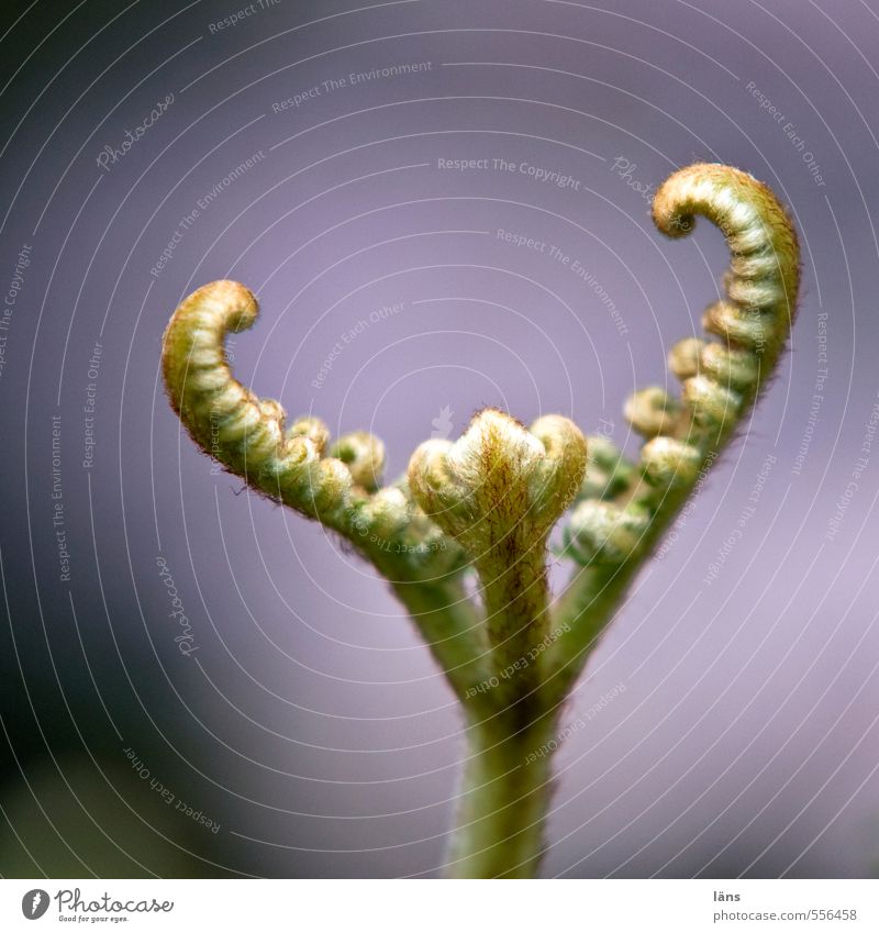 fern Nature Fern Growth Upward Stretching New Beginning
