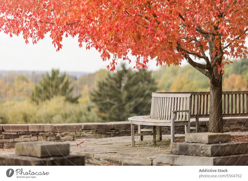 Autumn park with fall tree wooden benches and stone fence in daylight nature flower mountain blossom autumn flora bloom countryside plant environment daytime