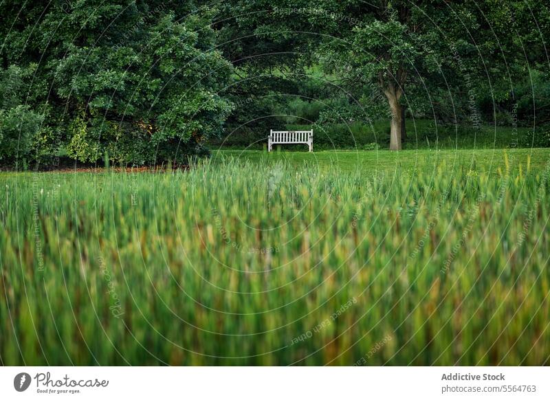 Pleasant sight of lush green plantation field with bench trees in daylight agriculture forest nature environment meadow countryside rural vegetate landscape