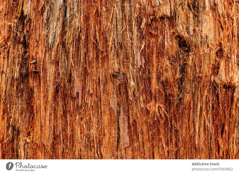 Closeup of gaint wooden tree growing in forest trunk woodland brown texture old background natural nature rough ancient spain aged environment weathered tourism