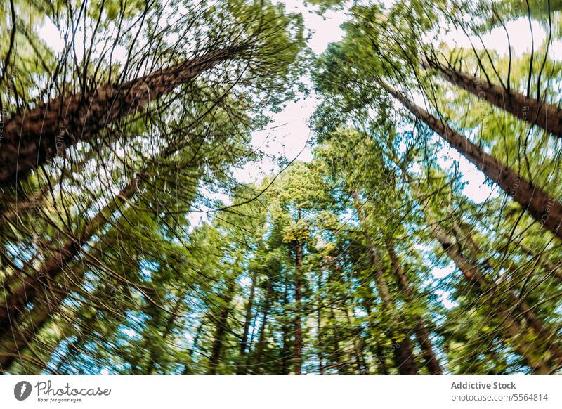 Tall trees in green forest on sunny day nature foliage natural environment growth tall branch trunk summer woods countryside vegetate cabezon de la sal