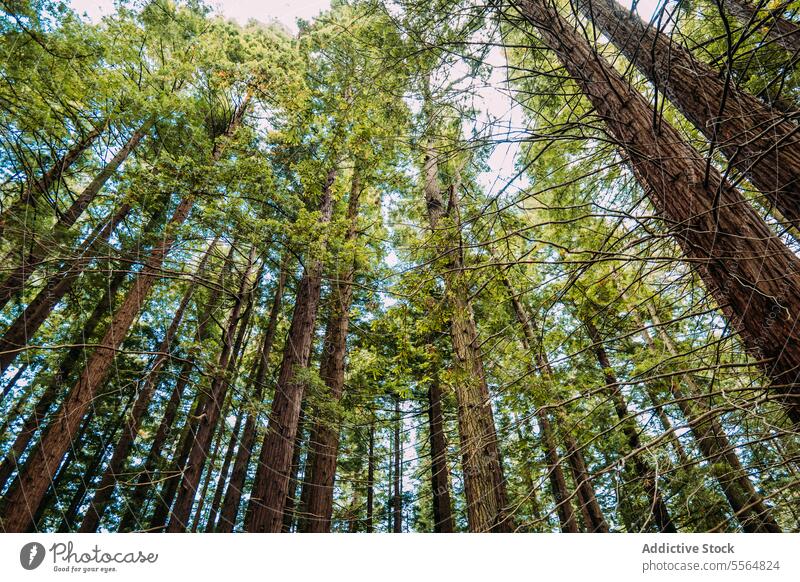 Tall trees in green forest on sunny day nature foliage natural environment growth tall branch trunk summer woods countryside vegetate cabezon de la sal