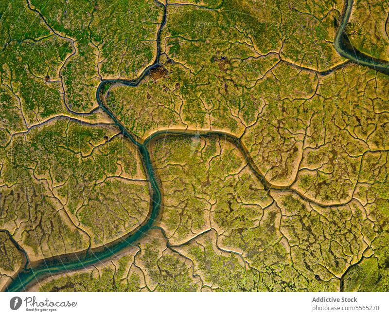 Winding rivers through vibrant marshland from above aerial view green nature pattern drone landscape water vegetation wild scenery meander flow earth wetland