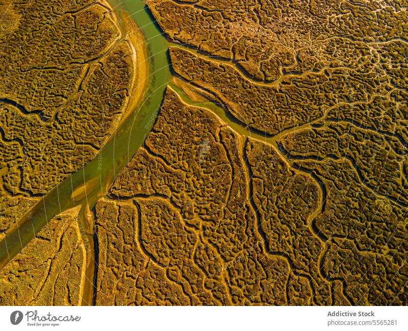 Golden sunlight illuminating winding marshland river aerial golden pattern intricate nature landscape waterway drone view wetland ecosystem terrain meander