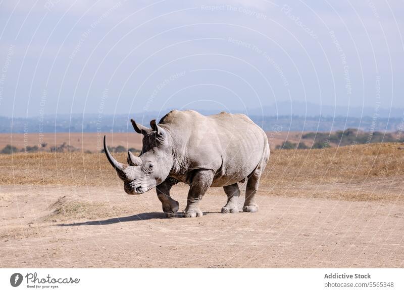 Rhino in dusty savanna stand trees wildlife nature mammal horn sand field wilderness outdoors day Africa skin texture solitude endangered conservation beauty
