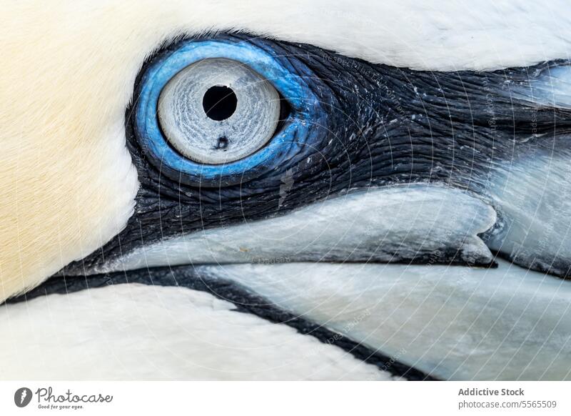 Northern gannet's eye and textured feathers in full detail northern blue plumage Ireland bird marine Morus bassanus wildlife close-up avian sea coast white