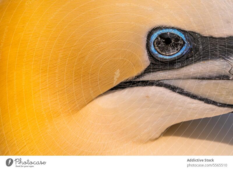 Detailed macro of Northern Gannet eye amidst yellow plumage gannet Ireland feather avian influenza bird nature wildlife color threat seabird coastal detail