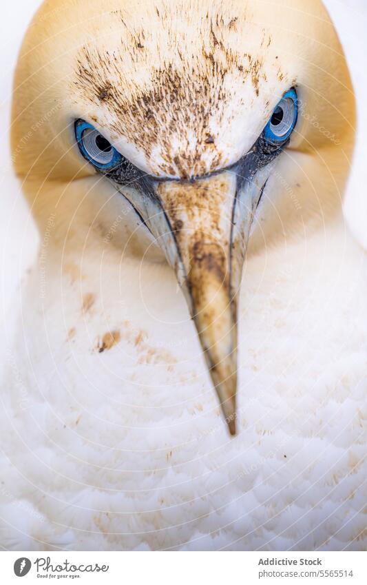 Intimate look into a northern gannet's gaze close-up eye feather detail beauty nature bird Ireland Morus bassanus wildlife white stain beak profile texture