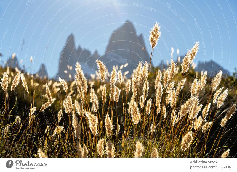 A field of tall grass with mountains in the background argentinian patagonia landscape nature scenic outdoors wilderness beauty countryside rural panoramic