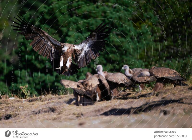 White gryffon vulture landing near flock ground bird fly wild habitat specie prairie ornithology daytime plumage animal wing bird watching avian sunlight fauna