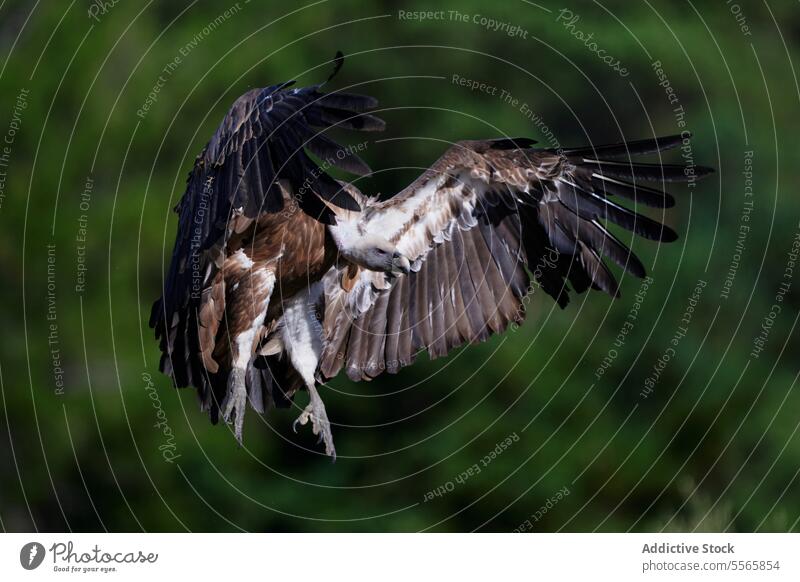 Powerful vulture flying in nature bird griffon vulture flight wing brown habitat predator plumage avian feather ornithology specie fauna wild environment