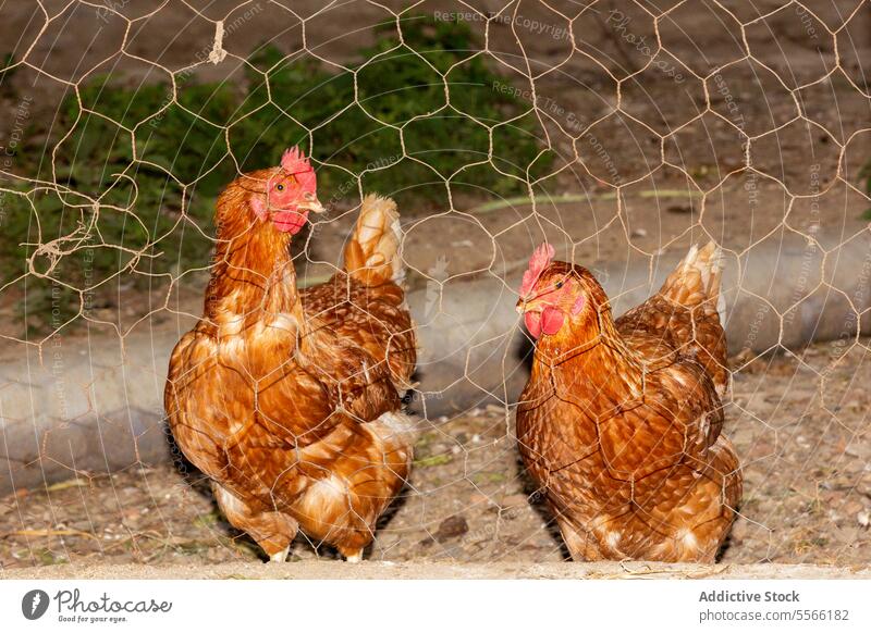 Brown hens inside of enclosure on farm chicken poultry bird fence plumage feather ranch animal agriculture fauna countryside rural farmyard domestic avian