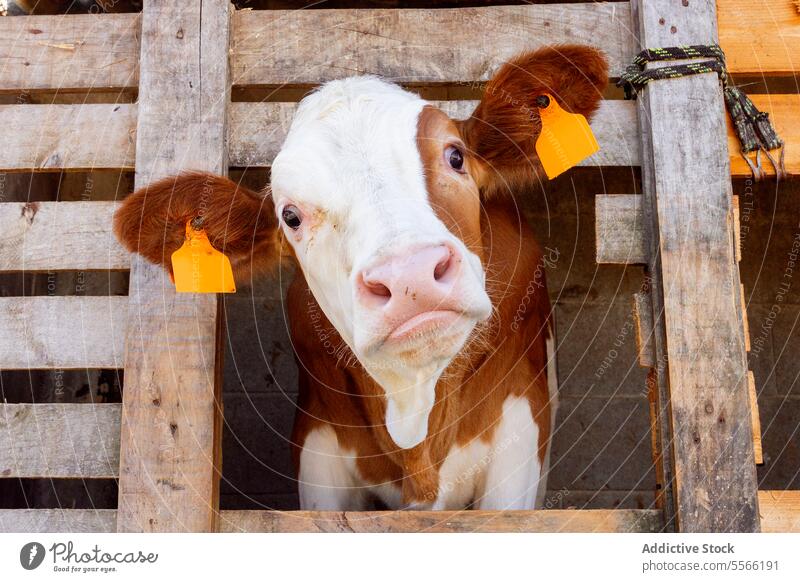 Cow standing in wooden fenced stall in farm cow country traditional natural countryside animal environment ranch agriculture farmland rural place mammal farming