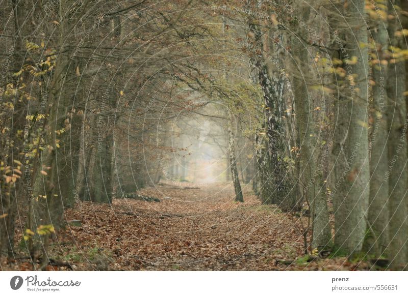 Forest path - Grunewald Environment Nature Plant Autumn Winter Brown Gray Leaf Lanes & trails Twigs and branches Beech tree Oak tree Avenue Colour photo