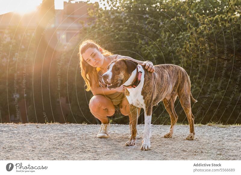 Young woman hugging dog in sunset park. American Stanford young domestic smile trees crouching bonding breed caucasian light golden pedigree warmth brown white