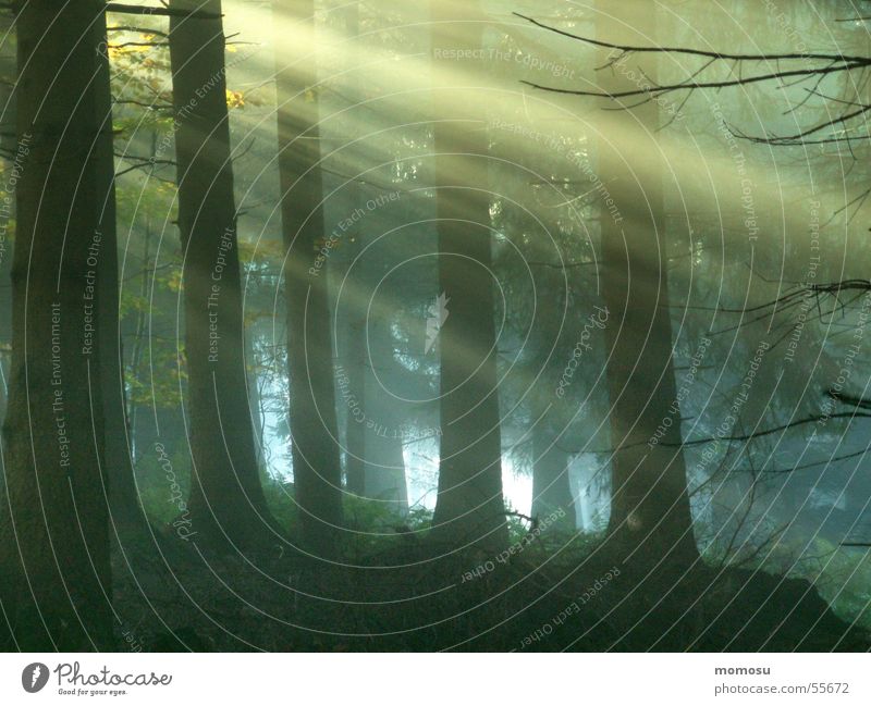 ray of hope Forest Coniferous forest Shaft of light Fog Sun Lighting
