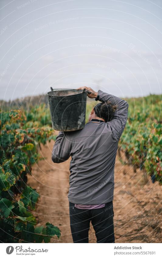 Anonymous man carrying bucket while harvesting organic grapes farmer vineyard fruit plantation casual attire work stand agriculture vinery wine nature rural