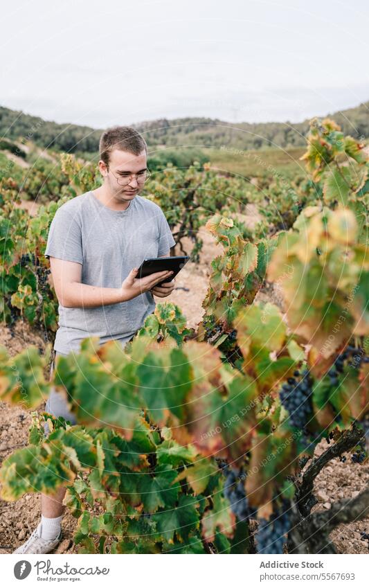 Male farmer working over tablet in vineyard agronomist digital examine grape eyeglass casual attire focus countryside grow agriculture technology computer