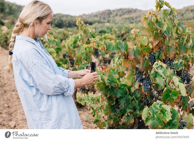 Woman using digital tablet in vineyard agronomist examine side view focus casual attire device grape fruit internet grow nature green stand data agriculture