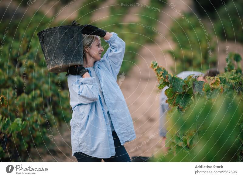 Woman carrying bucket while harvesting organic grapes farmer glove black vineyard fruit plantation woman casual attire work stand agriculture vinery wine nature