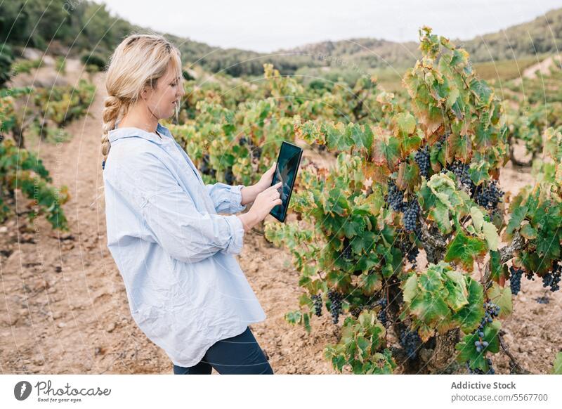 Woman using digital tablet in vineyard agronomist examine side view focus casual attire device grape fruit internet grow nature green stand data agriculture