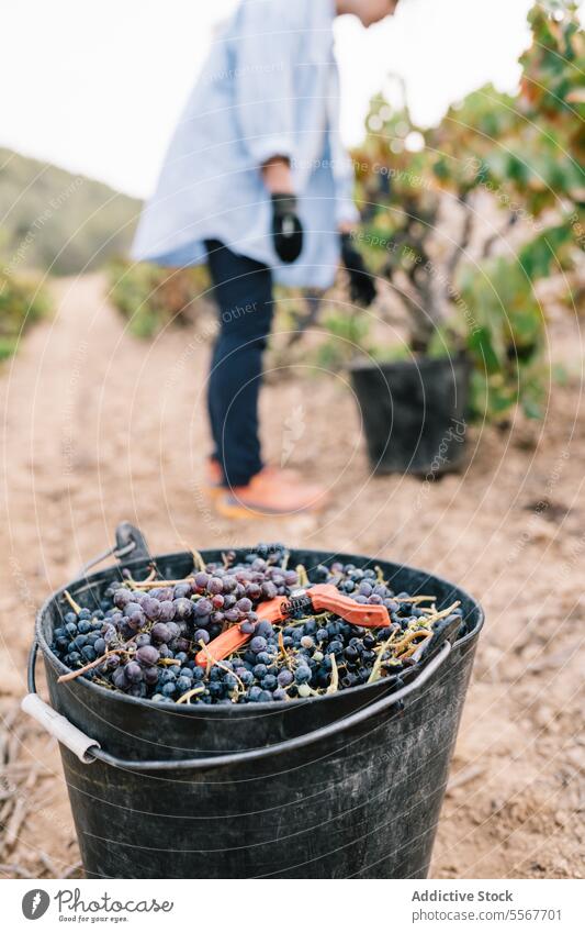 Bucket with grapes and tool against woman at farm bucket fresh ripe bunch pruning shears farmer work vineyard leg crop blurred background stand container fruit