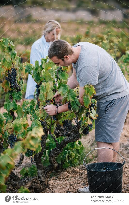Vintners harvesting grapes in agricultural plantation vintner farmer picking bunch ripe pruning shears fruit coworker vineyard teamwork organic bucket labor