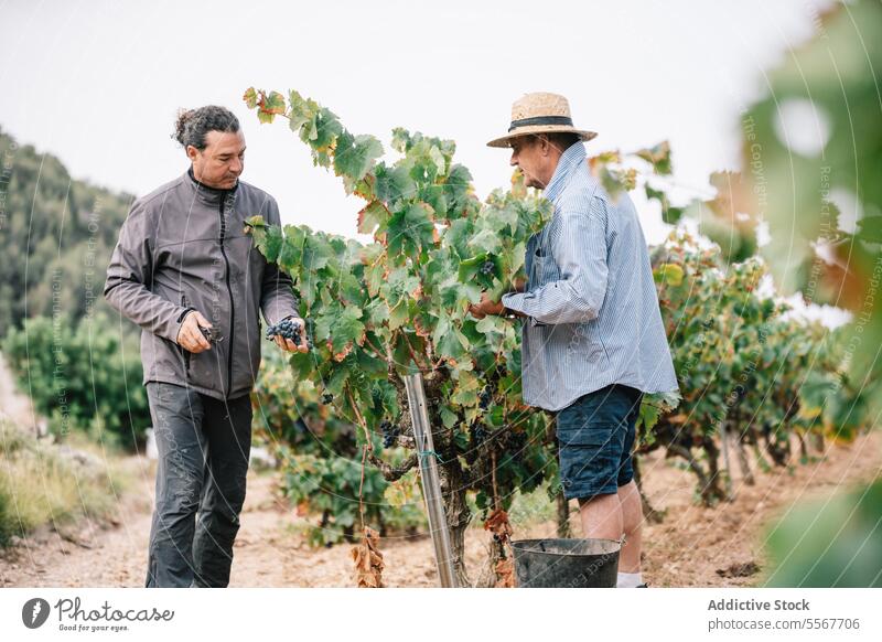 Male coworkers harvesting grapes in farm farmer picking vineyard organic pruning shears together fruit casual attire teamwork hat stand sky vintner ripe bucket