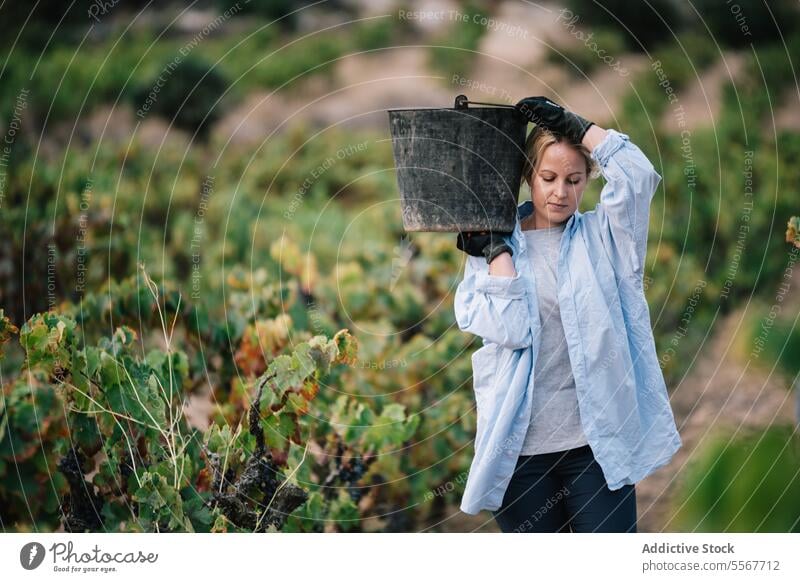 Woman carrying bucket while harvesting organic grapes farmer glove black vineyard fruit plantation woman casual attire work stand agriculture vinery wine nature