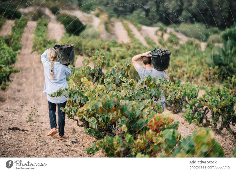 Anonymous man and woman carrying bucket while harvesting organic grapes farmer vineyard fruit plantation casual attire work stand agriculture vinery wine nature