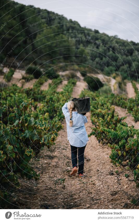 Anonymous woman carrying bucket while harvesting organic grapes farmer vineyard fruit plantation casual attire work stand agriculture vinery wine nature rural