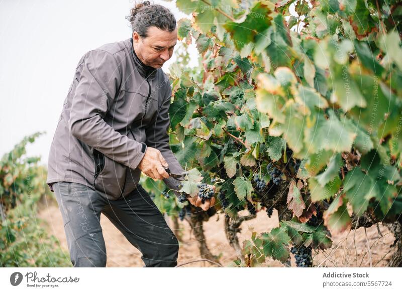 Man harvesting grapes with tool in farm vintner picking pruning shears focus man farmer ripe vine vineyard casual attire work fruit plant agriculture vinery