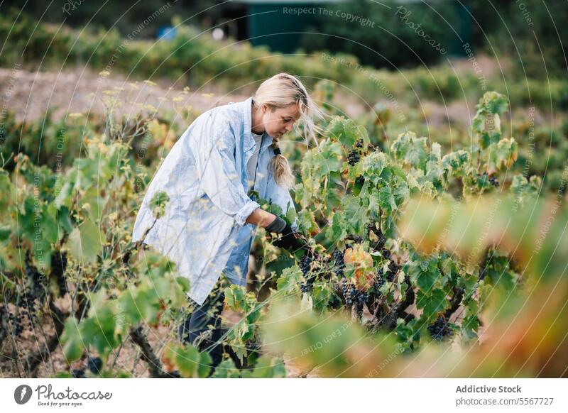 Vintner harvesting grapes in agricultural plantation farmer woman picking ripe vine vineyard side view blonde focus casual attire work fruit stand food