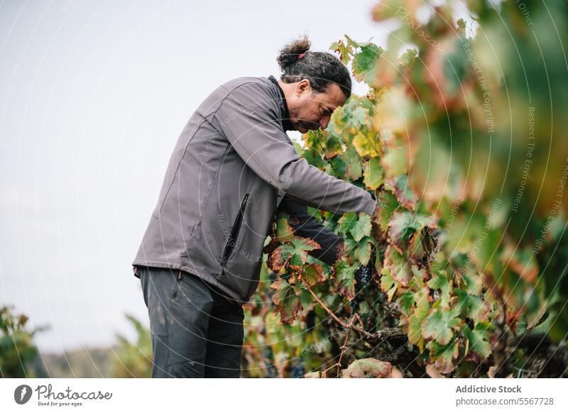 Man harvesting grapes with tool in farm vintner picking pruning shears focus man farmer ripe vine vineyard casual attire work fruit plant agriculture vinery