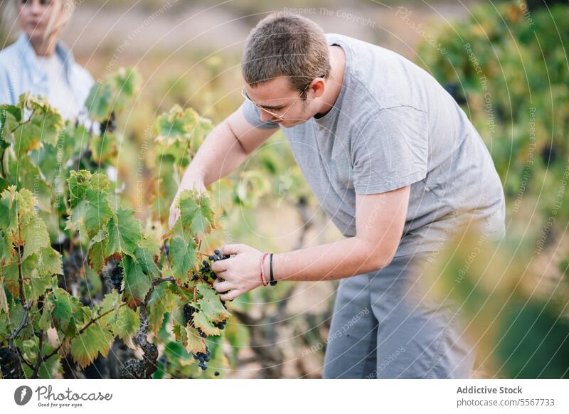 Vintners harvesting grapes in agricultural plantation vintner farmer picking bunch ripe pruning shears fruit coworker vineyard teamwork organic labor