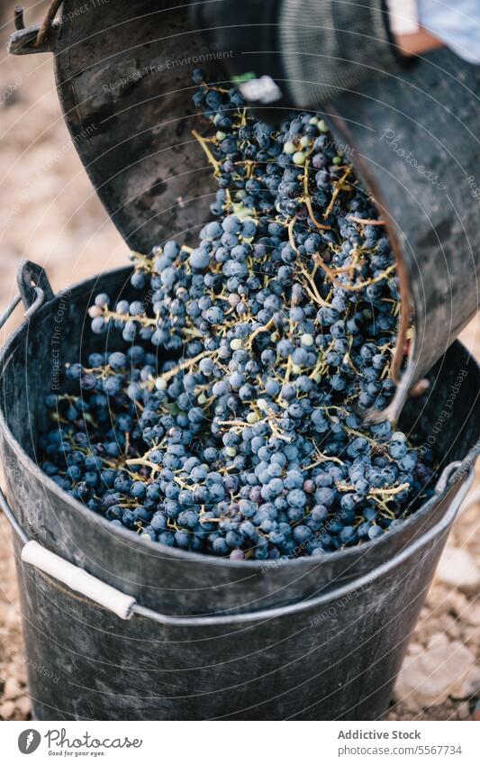 Farmer pouring fresh grapes into bucket farmer container vineyard fruit food from above worker healthy juicy vitamin harvest vinery bunch industry business