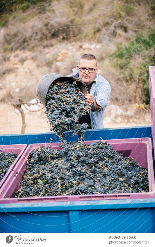 Mature man loading truck with grapes farmer bucket fresh vineyard rural natural food ripe many job industry plant organic transport vehicle harvest agriculture