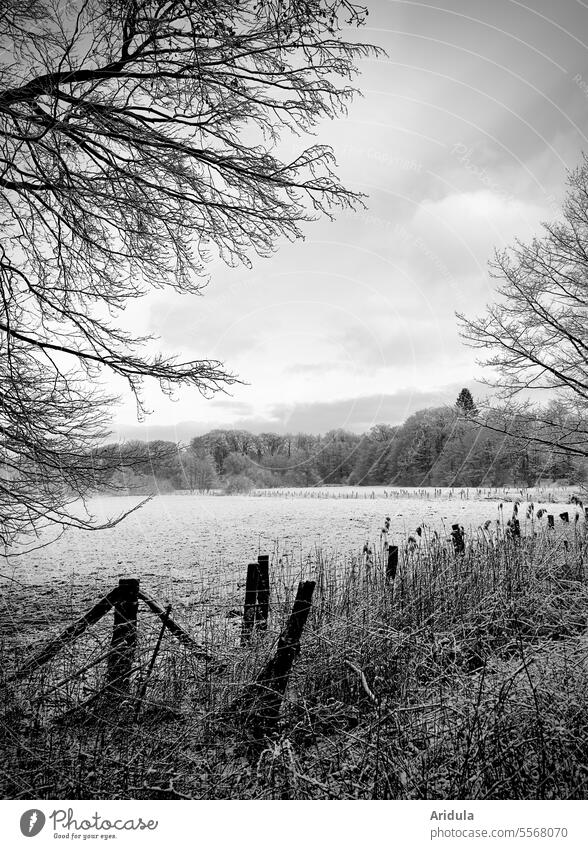 winter landscape in b/w Landscape Winter Willow tree Fence trees Rural Fence post twigs grasses Snow Frost Cold Clouds Nature Sky White