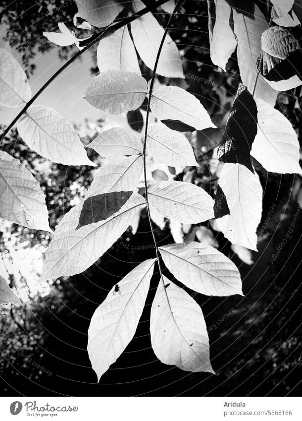 Leaves in backlight with fly b/w leaves Sun Light Back-light sunshine Sunlight Nature Sunbeam Tree Contrast Autumn Leaf Forest Beautiful weather Fly Insect